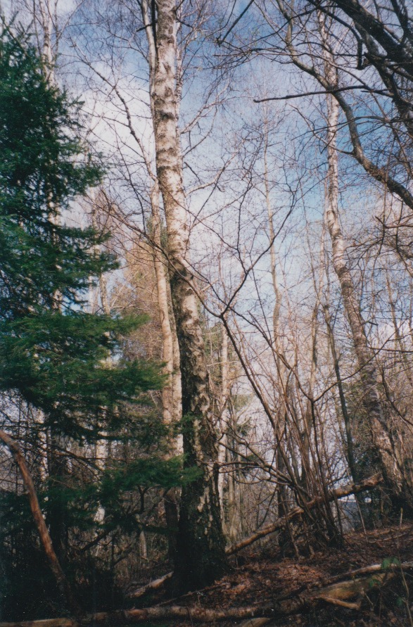 Experience and Memory of the Woods of Topolò