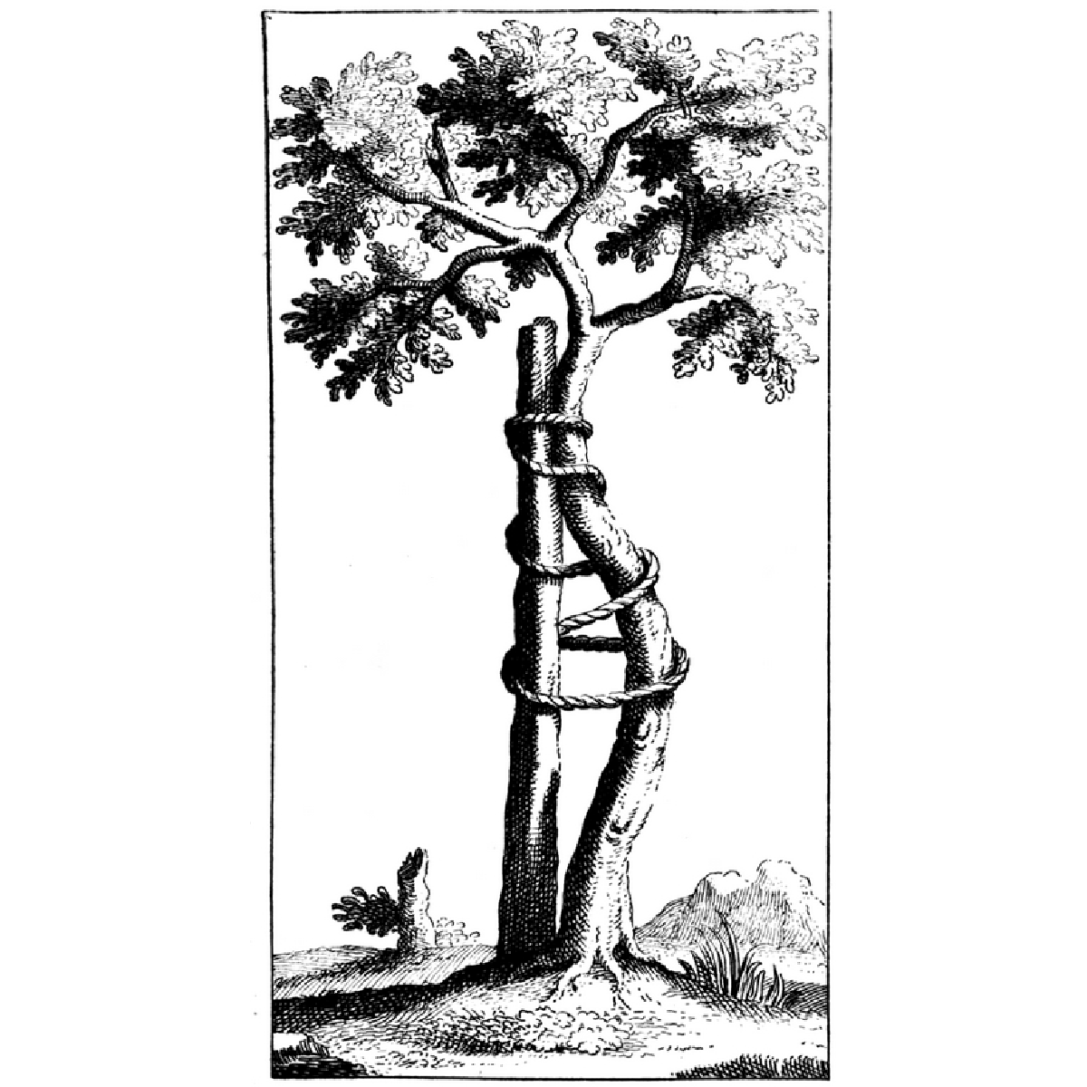 Alberi: sulla cultura arborescente