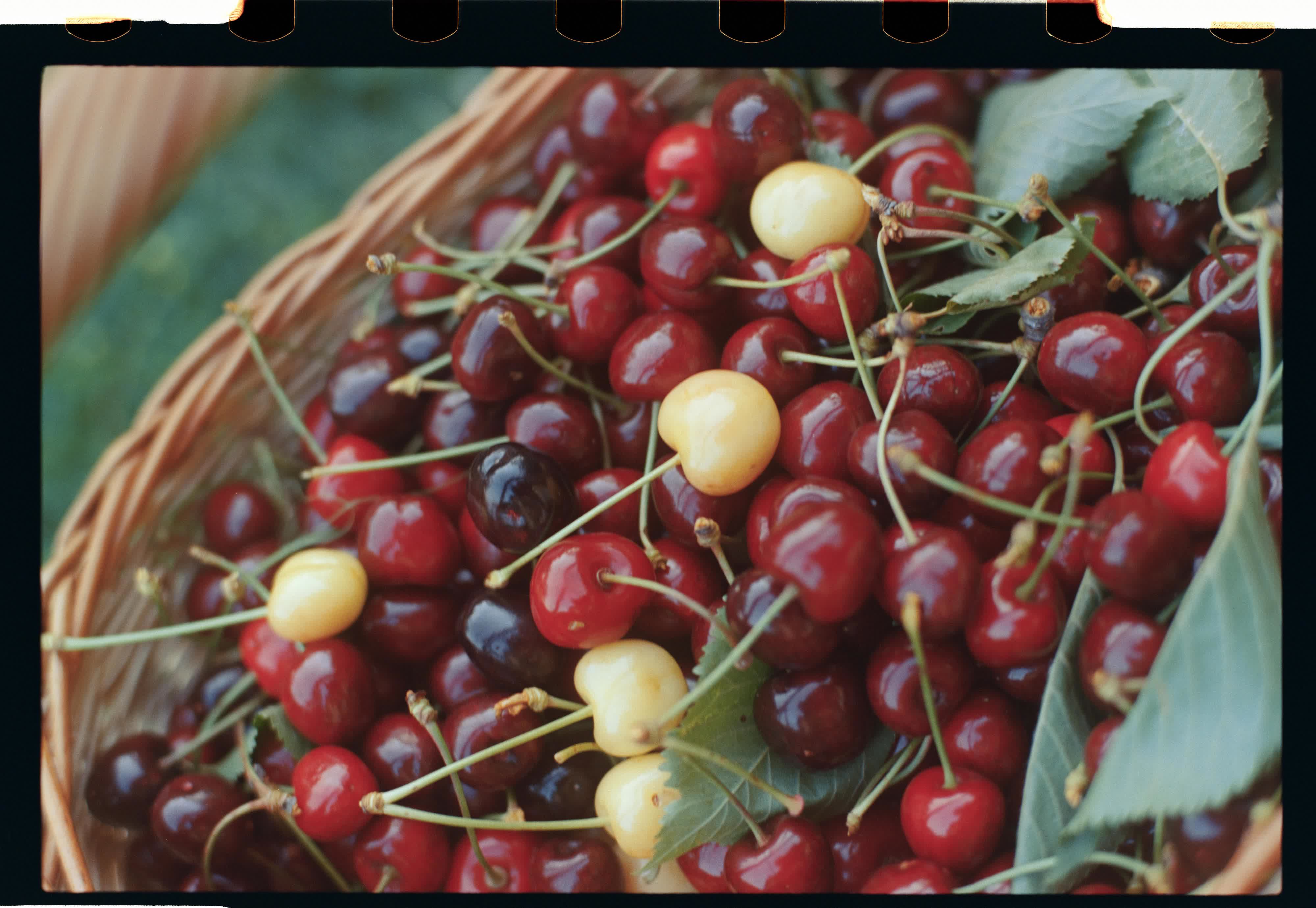 Sprehod po sadovnjaku: o negovanju skrbi in lepote