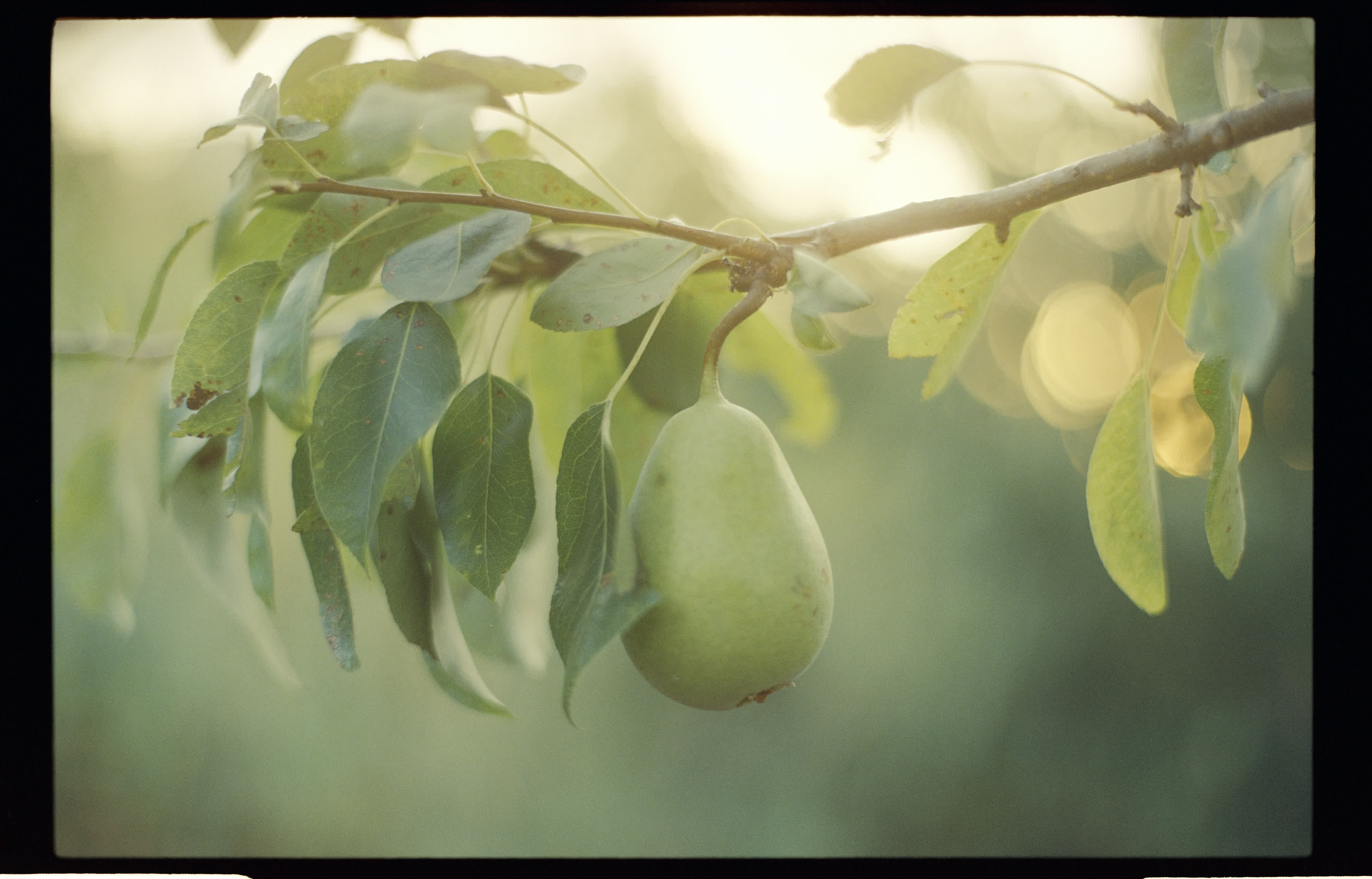 Una passeggiata nel frutteto: di cura e bellezza