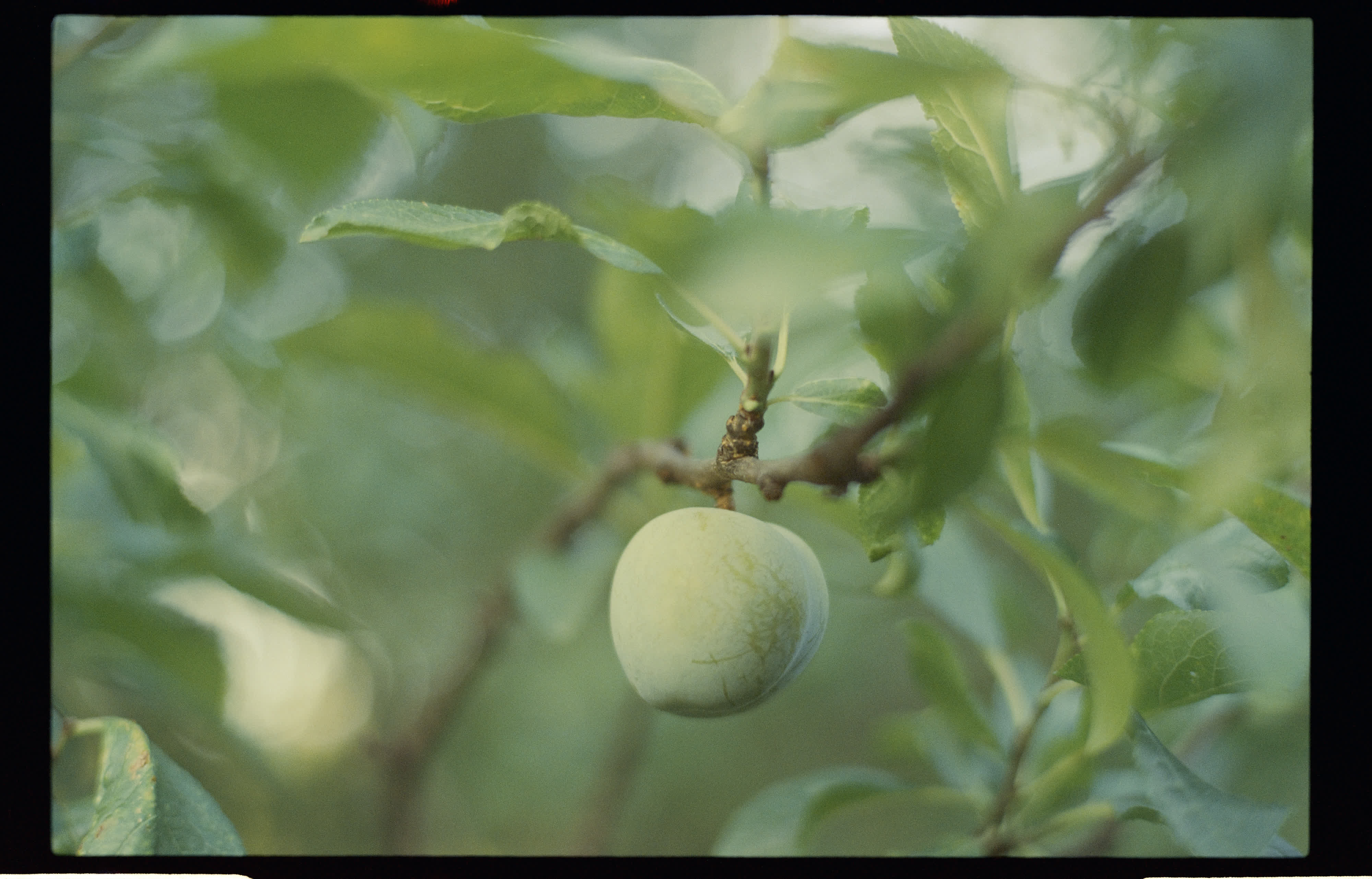 A Walk in the Orchard: On Nurturing Care and Beauty
