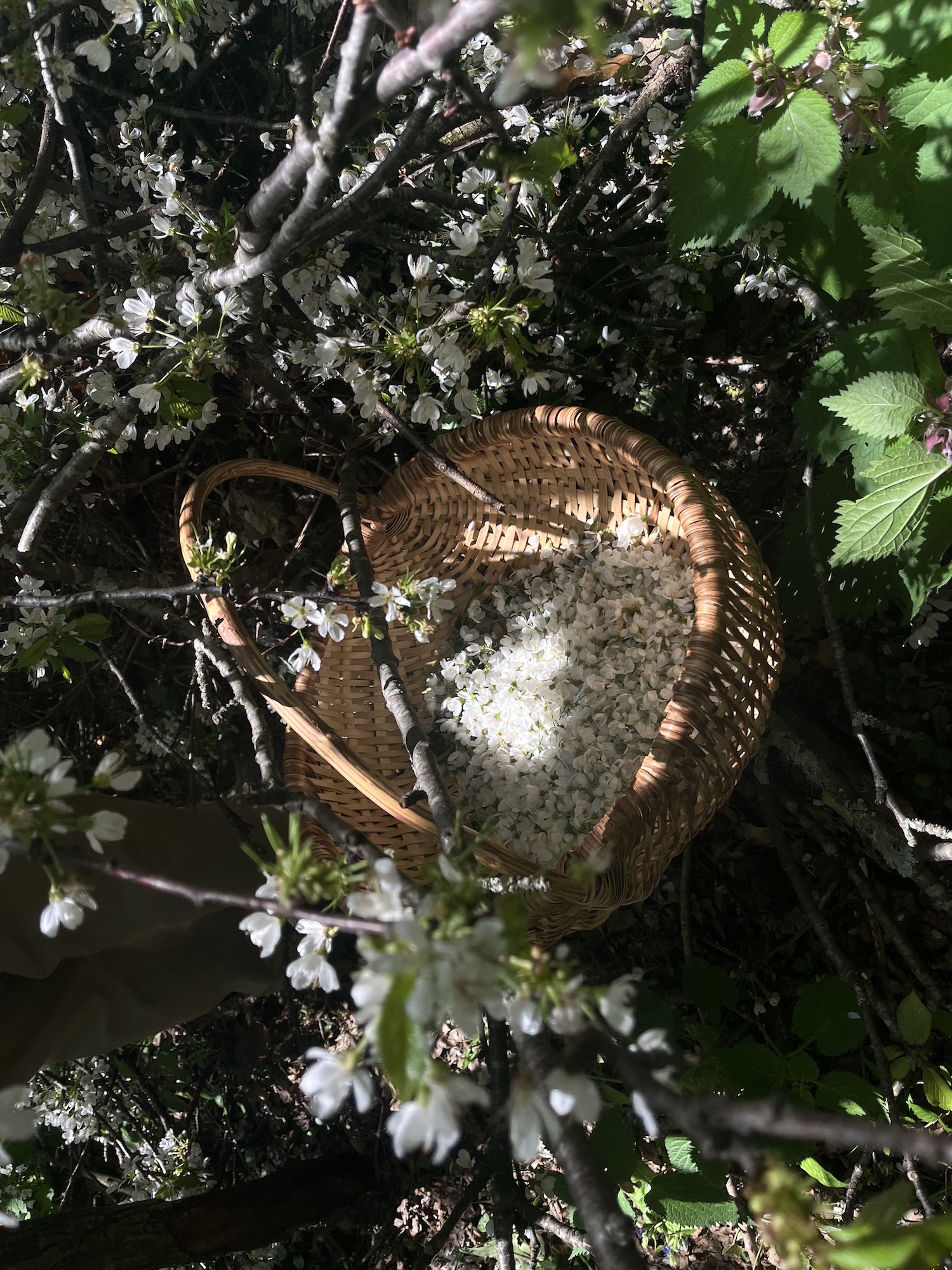 Breath of a fallen cloud