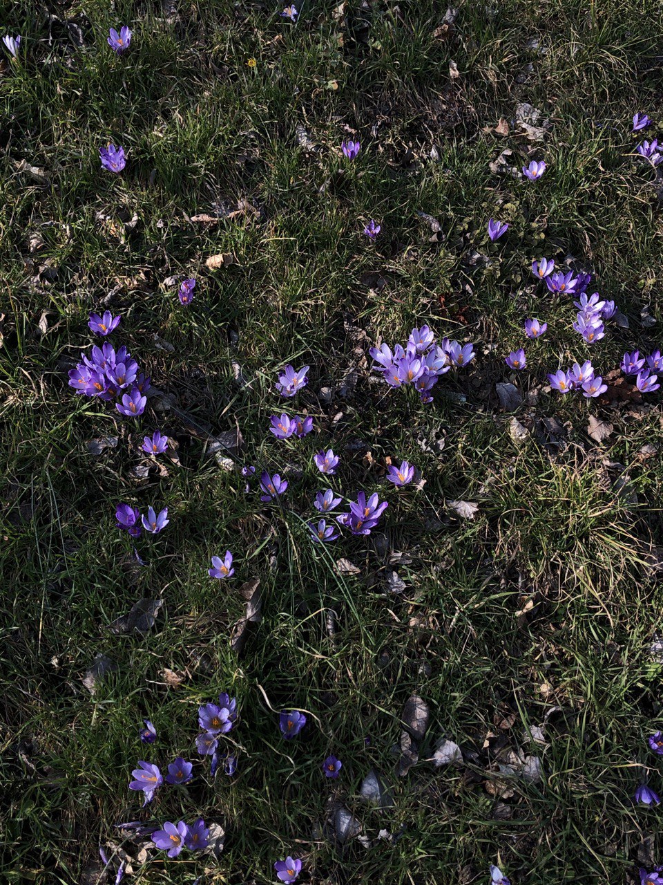 Collective action n. 1 – Joining the land