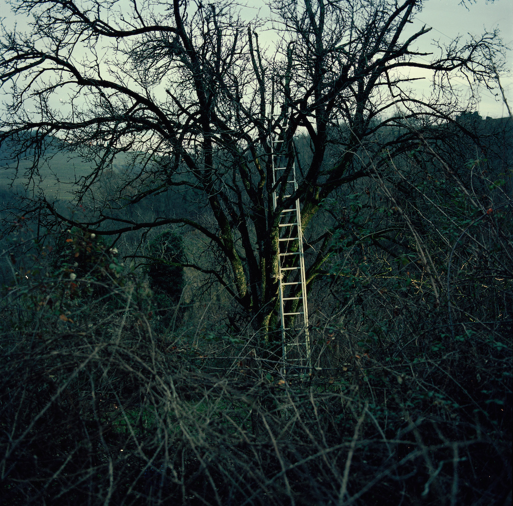 Sadeži, kot jih sanjajo sadjarji v zimskem času