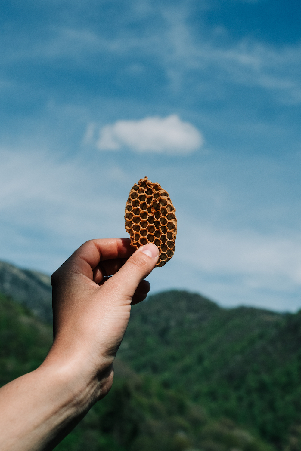 Listening to the Bees