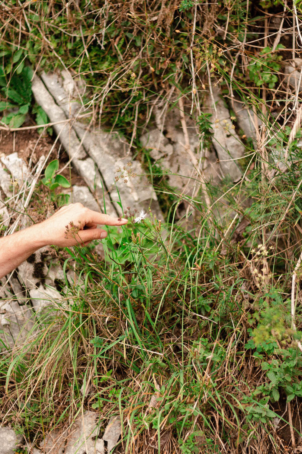 Uncommon Fruits Walks