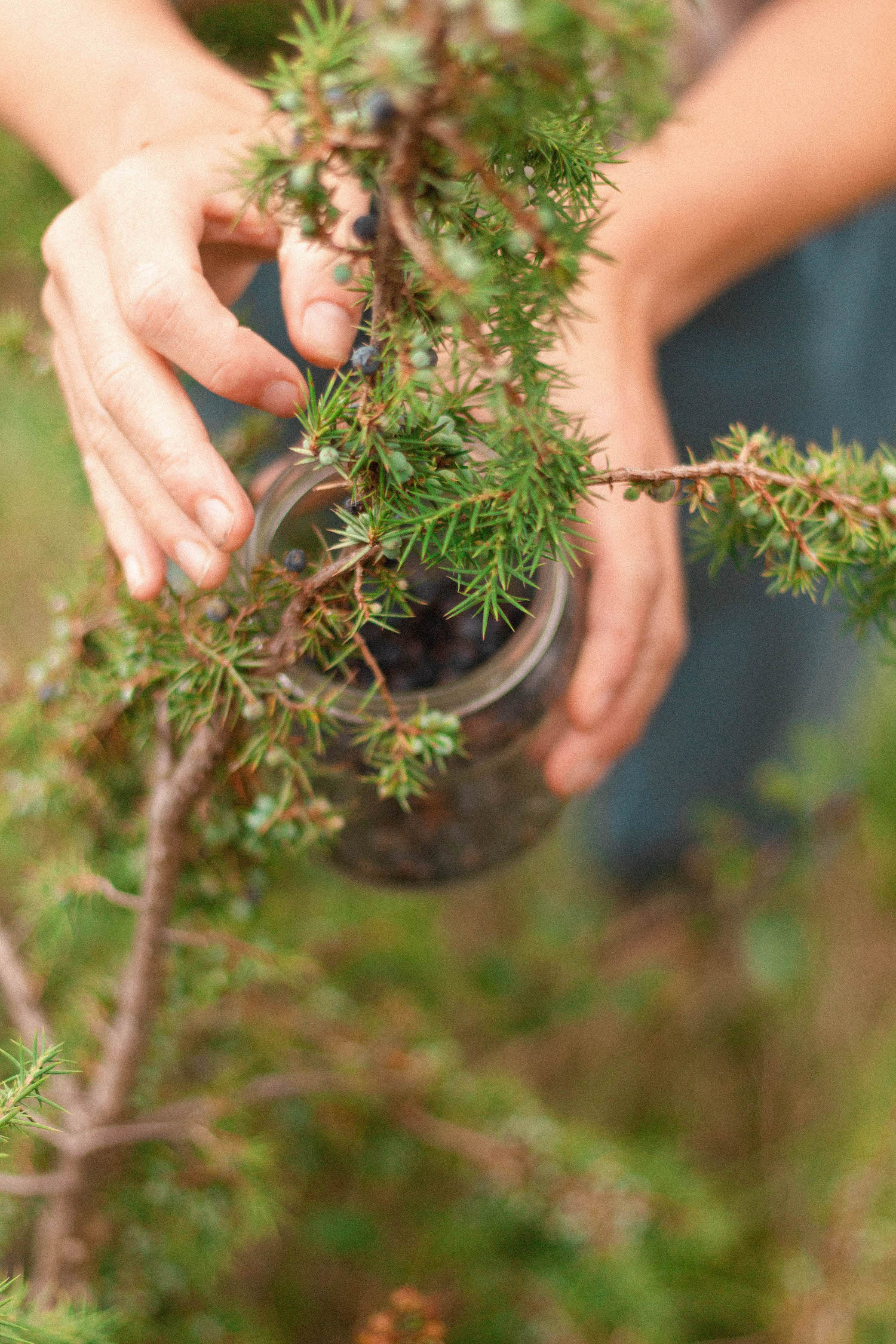 When the wild ones came to dine