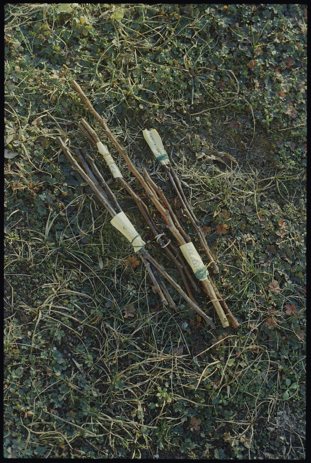 Workshop n. 1 – Grafting